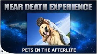 Animals In Heaven - ( Do Pets Go To Heaven?) - NDE Stories