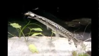 Aligator gar eats feeder fish