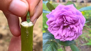 How to graft different roses on 1 tree | Grafting rose branches