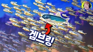 겸손한 물고기 멸치의 지구 정복 대모험!! - 피드 앤 그로우 피쉬 - 겜브링(GGAMBRING)