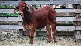 Broken Triangle Cattle-Red Heifers For Sale-2020 Calves