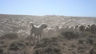 Working Dogs - Our Wyoming