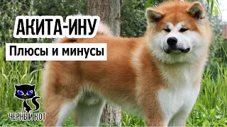 ✔ Акита-ину: плюсы и минусы. Проблемы, ожидающие владельцев этой породы