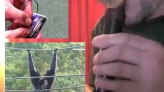 Slap tictac Monkey Tune - Hambargo -