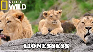 Lion Documentary - New Generation, Will They Survive? - Wild Life 2020 Full HD 1080p