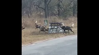 Hyena cornered by wild dogs and calls for help 😳 . . . | animal life | animal life