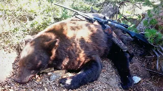 California Bear Hunt 2017 - 390 Yard Heart Shot - 7mm mag (GoPro) 🐻