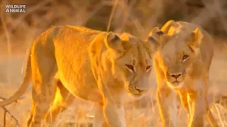 Wild Life - Lion Pride Documentary - Full HD - 2022