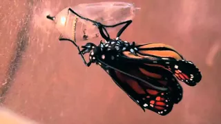 Monarch Butterfly emergence, Beethoven - 6th Symphony - Pastoral