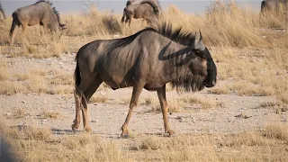 5 Surprising Facts About Wildebeest You Never Knew