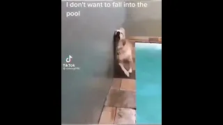 I dont wanna to fall in pool #funny dog #shorts #wee