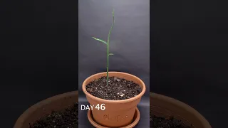 Ginger Growing Time Lapse - 93 Days In 58 Seconds