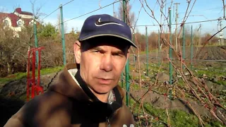 Обрізування та вкривання на зиму к-ш Джой США - 26* Pruning and covering for winter Joy 11:11:21