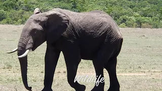 African Safari 4K - Amazing Wildlife of African Savanna | Scenic Relaxation Film soundtrack.