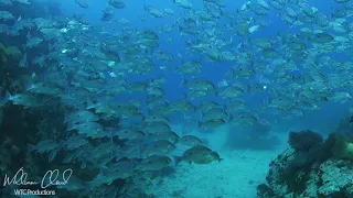 One spot snapper school, Southwest Pinnacle, Koh Tao, Thailand.