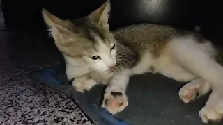 Cat playing funny video 😁😅