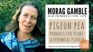 Pigeon Pea - How to grow harvest and use with Morag Gamble