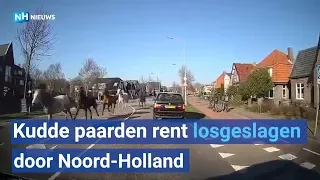 Losgeslagen kudde paarden zet Heiloo, Uitgeest en Krommenie op stelten