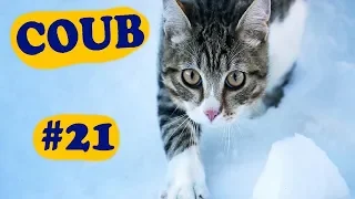 COUB COMPILATION #21 | [18+] | октябрь 2019 (12 минут)