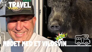 Henriks møde med et vildsvin