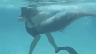 Dolphin gets amorous