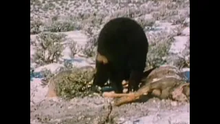 American Badger vs Black Bear fight