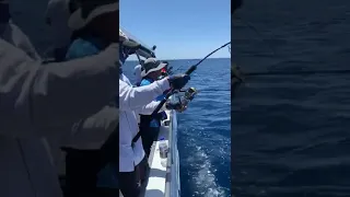 Perth jigging Samson fish