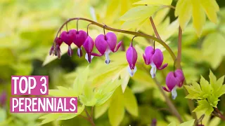 3 perennials that bloom first in the garden - for sunny spot and semi shade
