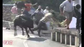 Best BULL Attacks Funny BullFighting Festival   Funny videos Compilation 2015