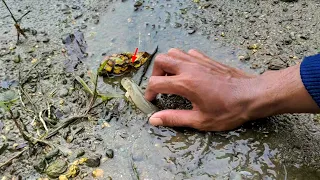 SAAT AIR LAUT SURUT BANYAK IKAN TERJEBAK DI SUNGAI INI