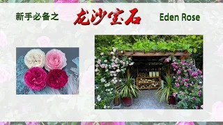 【玫瑰品种介绍2】064 新手必备之龙沙宝石 Eden Rose