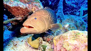 COME DIVE WITH ME IN BONAIRE  BEST SHORE DIVING IN THE WORLD!112 MINUTES UNDERWATER RELAXATION VIDEO