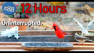 TV for Cats 😻 12 Hours of Birds 🐦 Uninterrupted CatTV