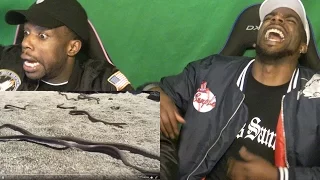 FUNNIEST VIRAL VIDEO EVER! #PlanetEarth2 Iguana Vs HUNDREDS OF SNAKES! LIVE REACTION