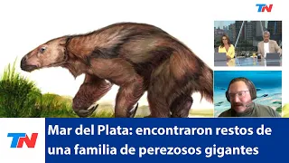 Mar del Plata: encontraron los restos de una familia de perezosos gigantes prehistóricos