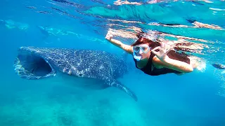 Swimming with Whale Sharks in the Maldives