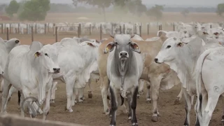 Institucional KIKOS RANCH - 2016 - GOIAS/BRASIL