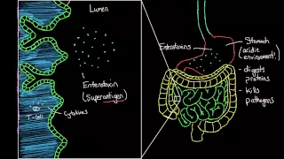 What is staphylococcal enteritis? | Gastrointestinal system diseases | NCLEX-RN | Khan Academy