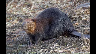 Beaver Spirit Guided Meditation