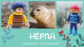 Кільчаста нерпа. Тварини Гренландії | Комарко