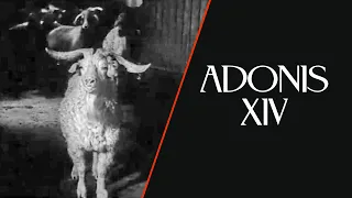 Adonis XIV (1977)