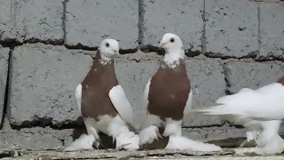 Капкан Кептерлер Голуби Pigeons