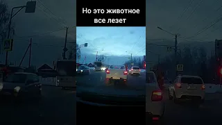 В мире животного