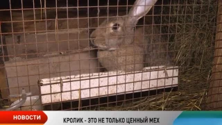 Коткинская семья с успехом разводит кроликов в условиях Заполярья