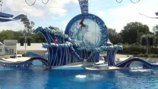 Blue Horizons Dolphin Show at Sea World in Orlando Full Show in HD