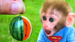 Baby BonBon Monkey Eat Watermelon Fruit and Washes Clothes - Crew BonBon