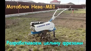 Пашем целину мотоблоком Нева