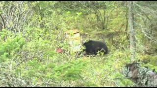 2011 Newfoundland Spring Black Bear Hunt