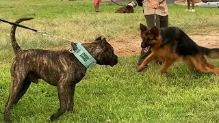 Tremendo presa canario  #dog #shortvideo #germanshepherd #presacanario #dogo #pastoralemán #doberman