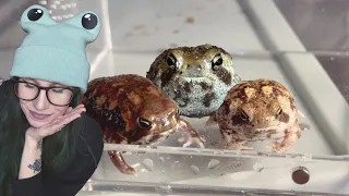 Unboxing the *VIRAL* Rain Frogs that EVERYBODY WANTS!.. They're finally in the hobby - NOW WHAT?!